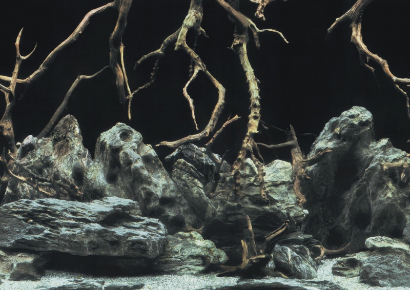 TREE ROOTS/WATER S